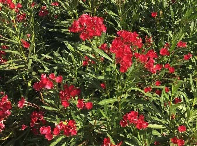 Apartment Appt T2 Standing Avec Piscine Et Terrasse Porto-Vecchio (Corsica)